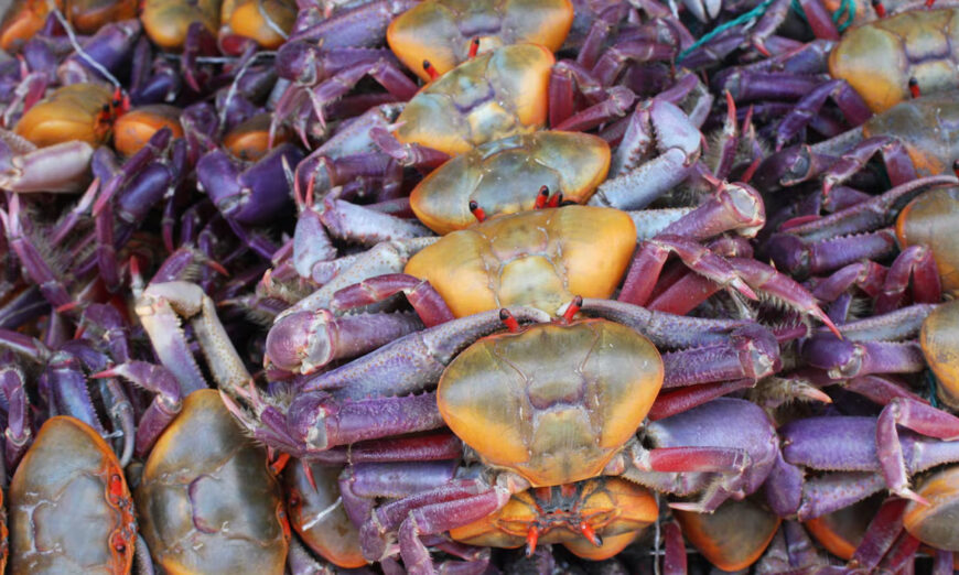 Cangrejo rojo está por iniciar la veda. Foto de internet