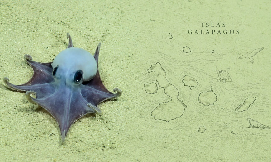 pulpo